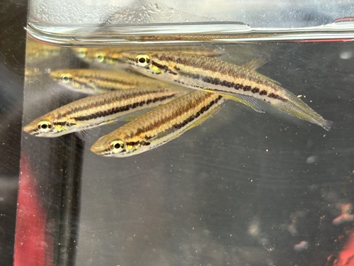 Barmoi panchax (Epiplatys barmoiensis) — Nothobranchiidae — 3