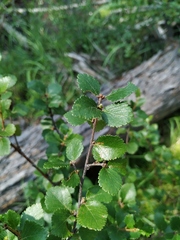 Betula divaricata