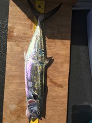 Scomberomorus maculatus