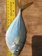 Chloroscombrus chrysurus