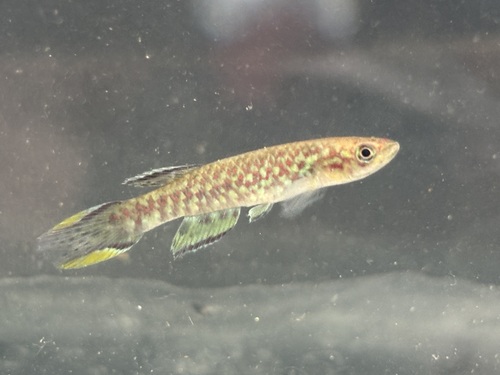 Fredrod's killifish (Scriptaphyosemion fredrodi) — Nothobranchiidae — 3