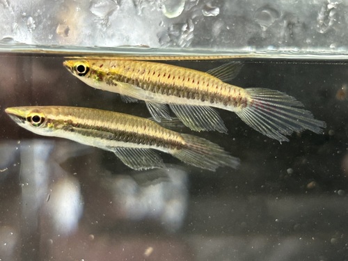 Barmoi-killivis (Epiplatys barmoiensis) — Nothobranchiidae