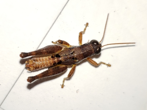 Round-winged Grasshopper photo 3