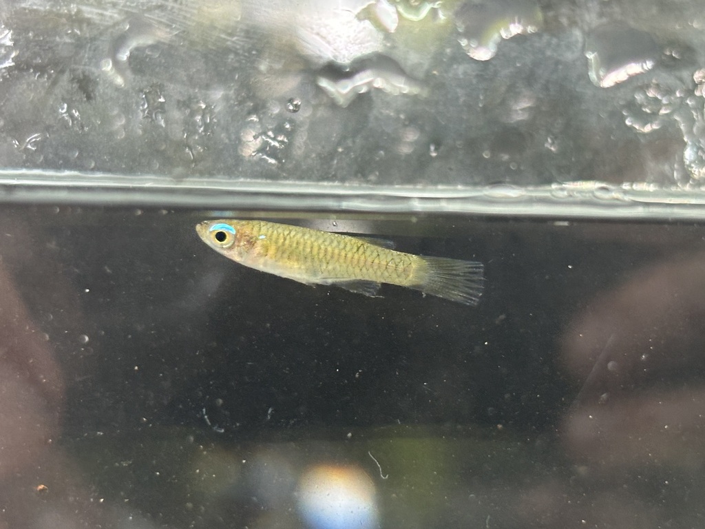 Normans Leuchtaugenfisch