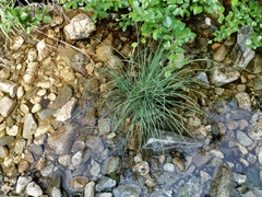 Carex eleusinoides
