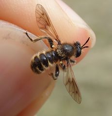 Choerades fuliginosa