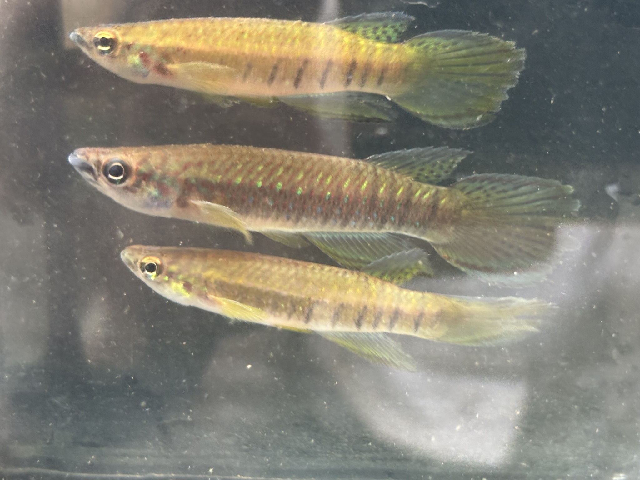 Epiplatys fasciolatus
