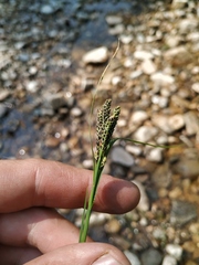 Carex eleusinoides