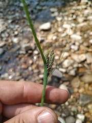 Carex eleusinoides