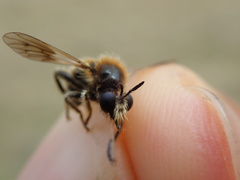 Choerades fuliginosa