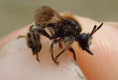 Choerades fuliginosa