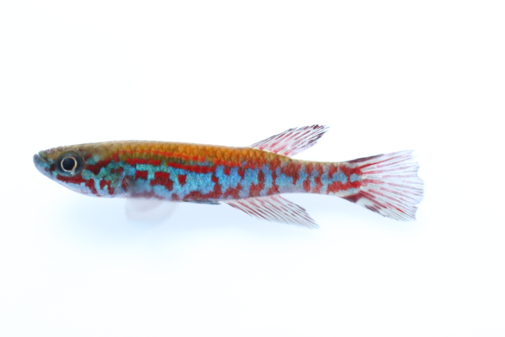 Ogowe killi (Aphyosemion ogoense) — Nothobranchiidae