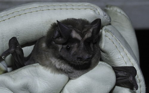 Florida Bonneted Bat