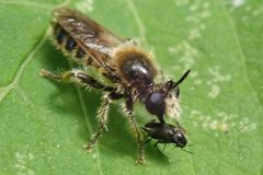 Choerades fuliginosa