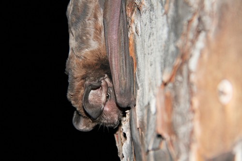 Florida Bonneted Bat