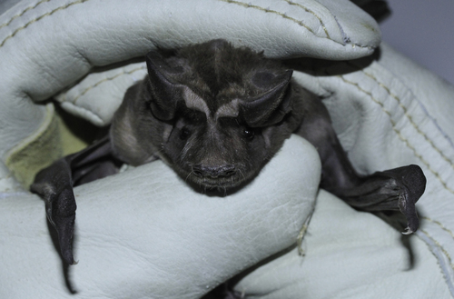 Florida Bonneted Bat