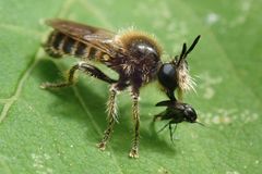 Choerades fuliginosa