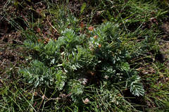 Potentilla breweri