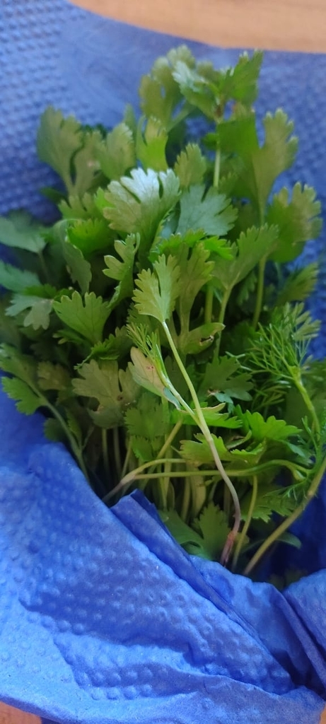 Cilantro plant with broad lower leaves in a garden