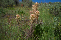 Castilleja praeterita