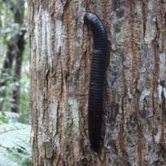 Harpagophoridae