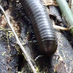 Harpagophoridae