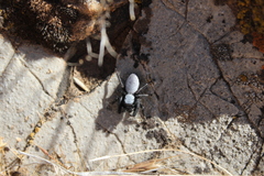 Phidippus octopunctatus
