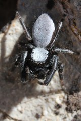 Phidippus octopunctatus