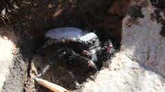 Phidippus octopunctatus