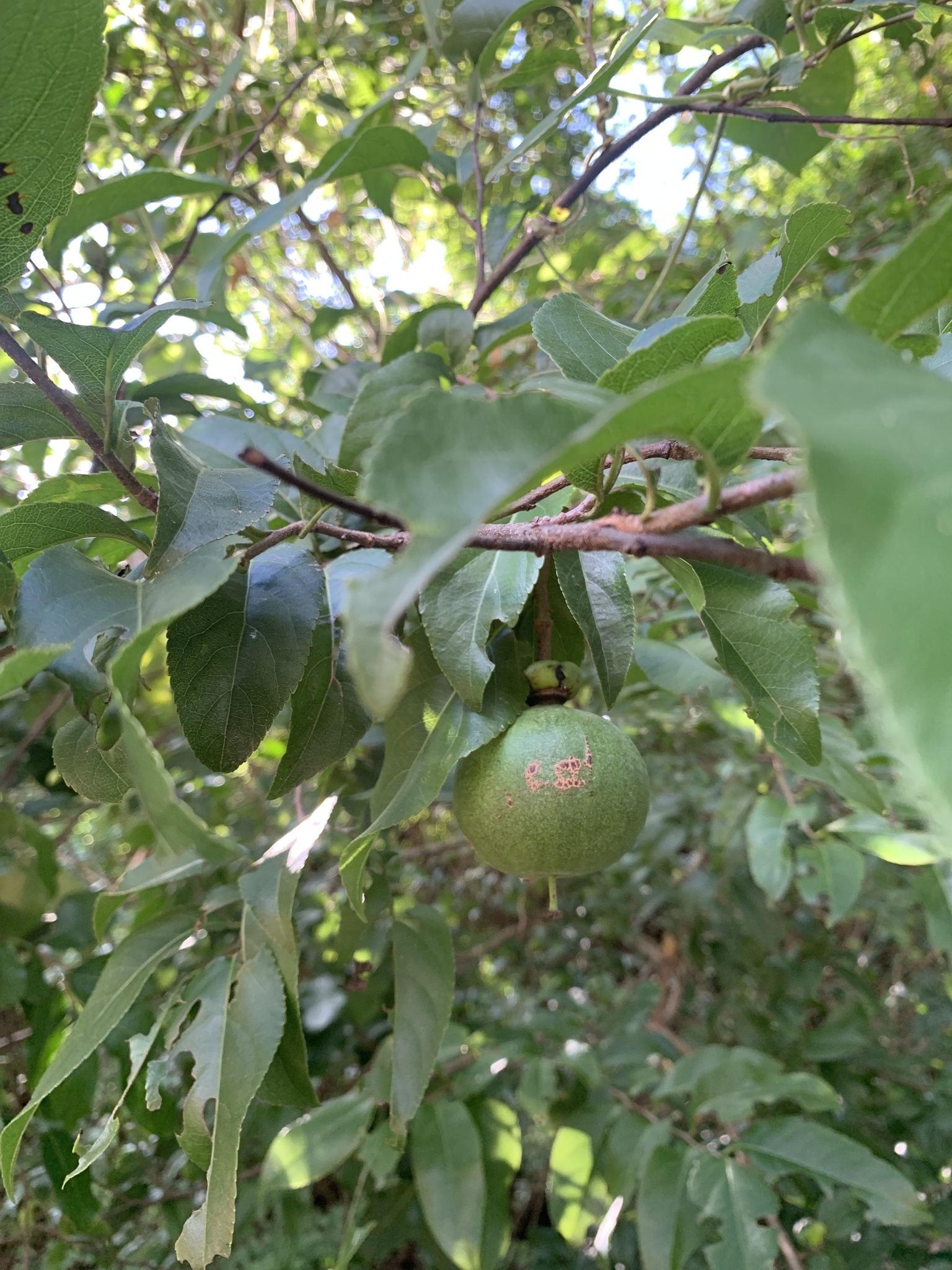 Imagem de Fruta-de-macaco