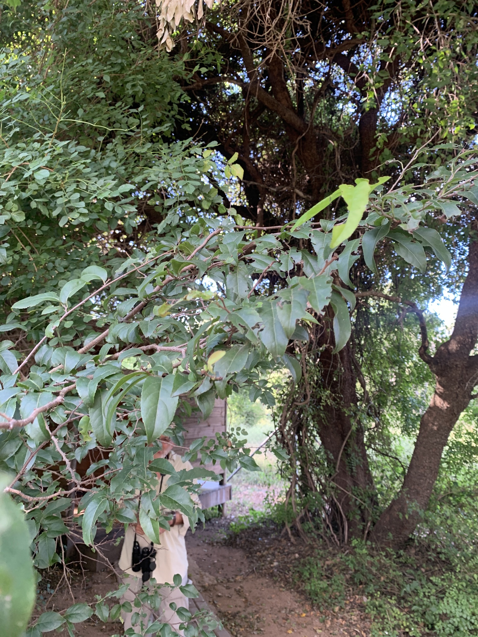Imagem de Fruta-de-macaco