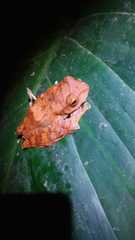 Rhacophorus margaritifer