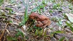 Rhacophorus margaritifer