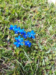 Gentiana bavarica
