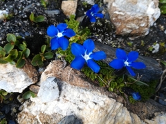 Gentiana bavarica