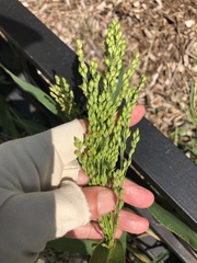 Panicum miliaceum
