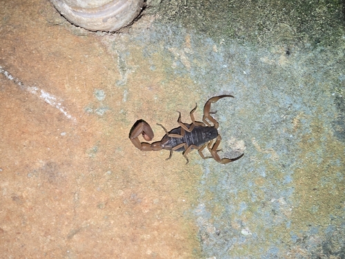 Brazilian Yellow Scorpion