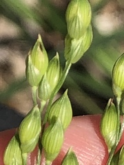 Panicum miliaceum