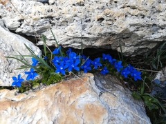 Gentiana bavarica