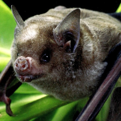 Western Antillean Fruit-eating Bat (Brachyphylla nana) — Least Concern Mammalia