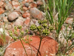 Ostericum maximowiczii