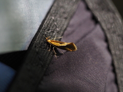 Harpella forficella
