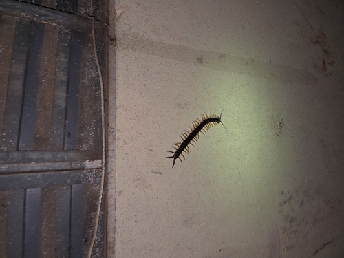 Amazonian Tricolor Centipede
