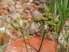Ostericum maximowiczii