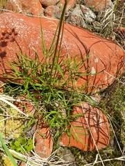 Ostericum maximowiczii