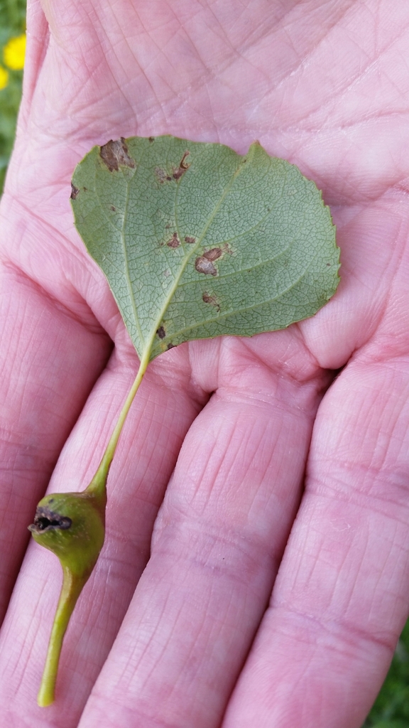 Poplar-lettuce Aphid