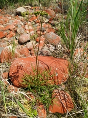 Ostericum maximowiczii