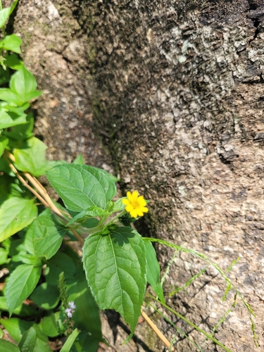 Melampodium divaricatum