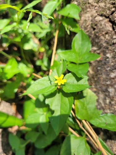 Melampodium divaricatum