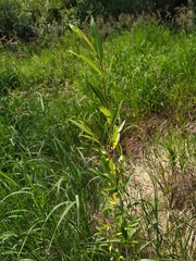 Salix rorida